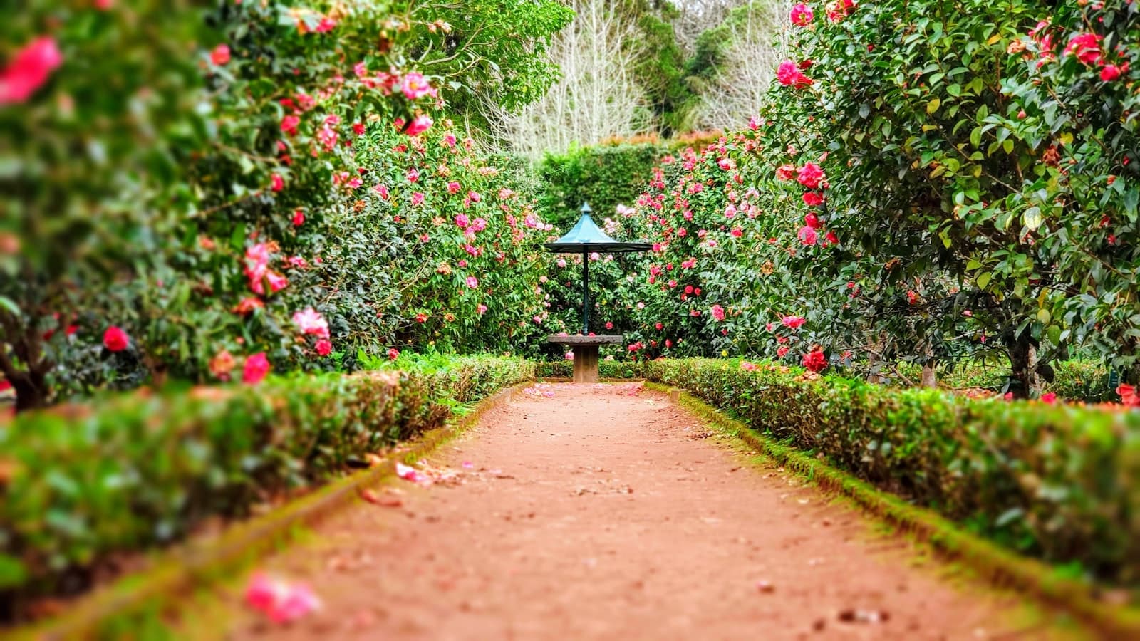 Garden path lined with flowering shrubs, illustrating pollinator-friendly yard spaces managed with integrated pest control
