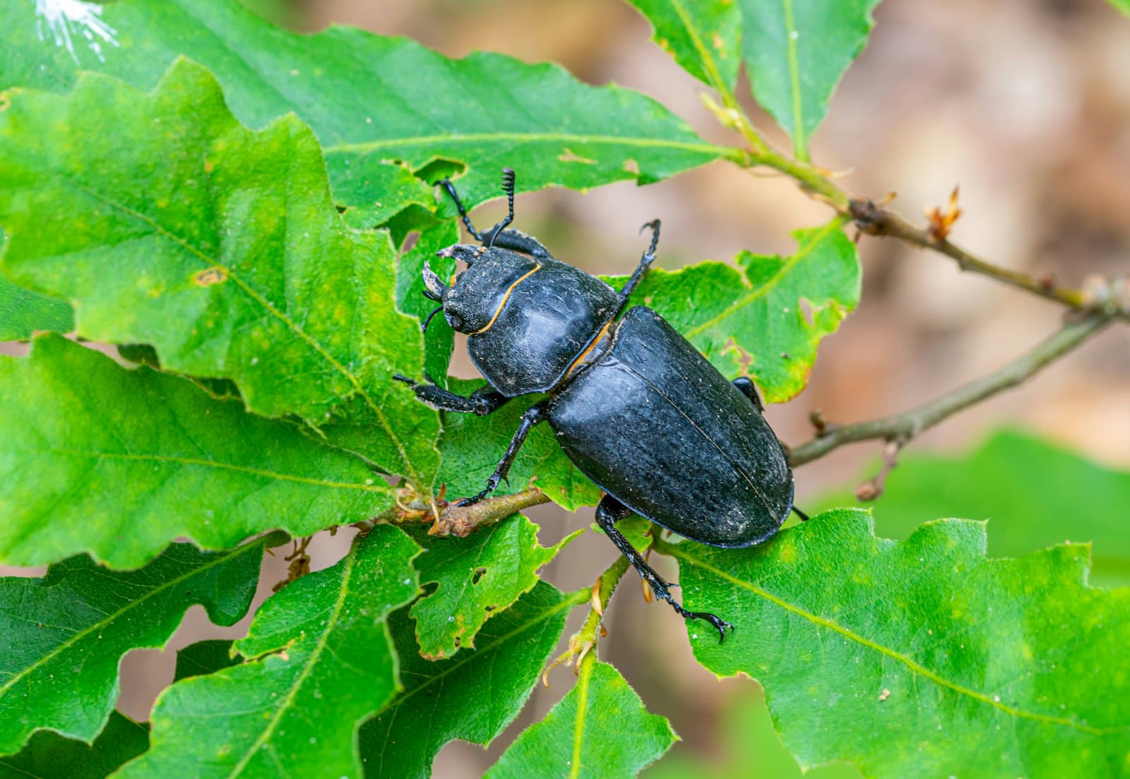 Close-up of an insect on a green leaf, illustrating the kind of outdoor habitat where triatomine bugs may be found near human dwellings