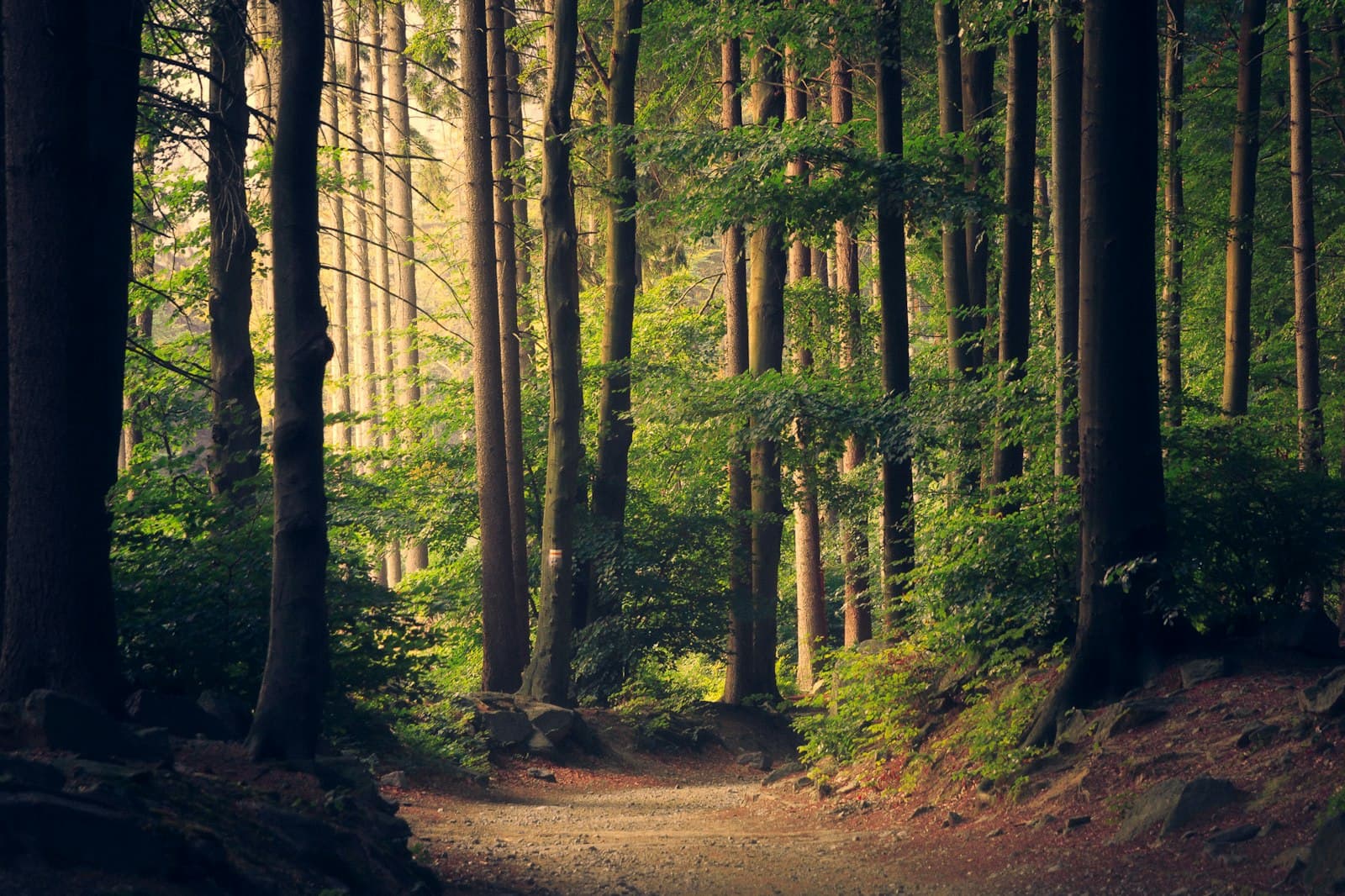 Green trees on a brown grass field during daytime, representing wooded trail habitat where ticks attach to hikers in spring and summer